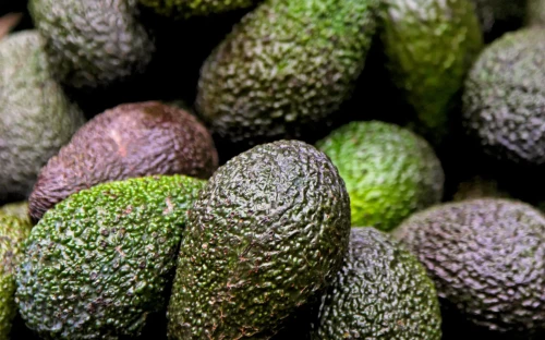 Groeiend aanbod van avocado’s brengt onzeker­heid