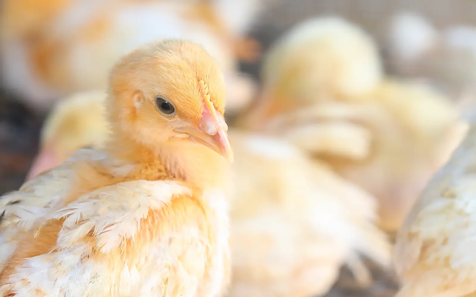 Onderzoek: bioveilig­heid pluimvee kan beter