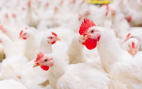 Minder Campylo­bacter in Nederlandse pluimvee­keten