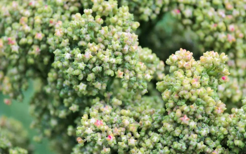 Quinoa van Nederlandse bodem naar de supermarkt