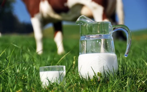 Biologi­sche melk mengen: kans voor opschaling?