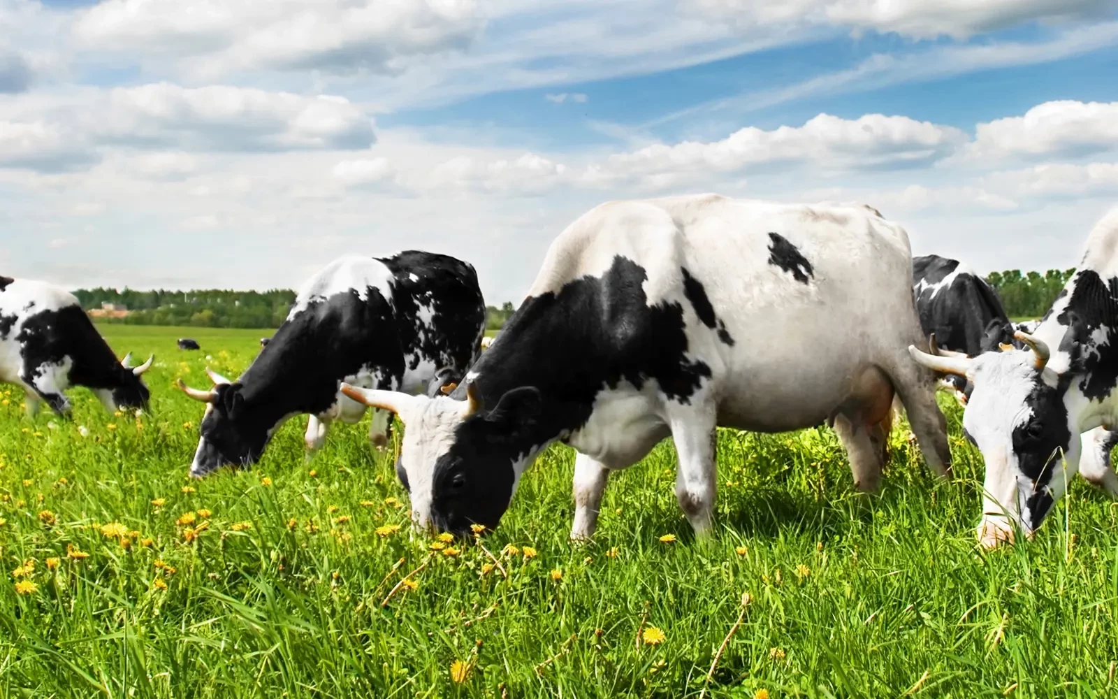 Boerder­ij­zuivel: zorgen om kosten nieuwe hygiëne­code
