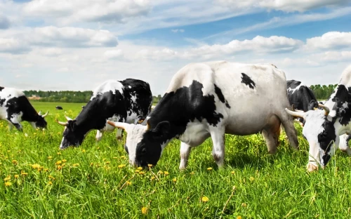 Boerder­ij­zuivel: zorgen om kosten nieuwe hygiëne­code