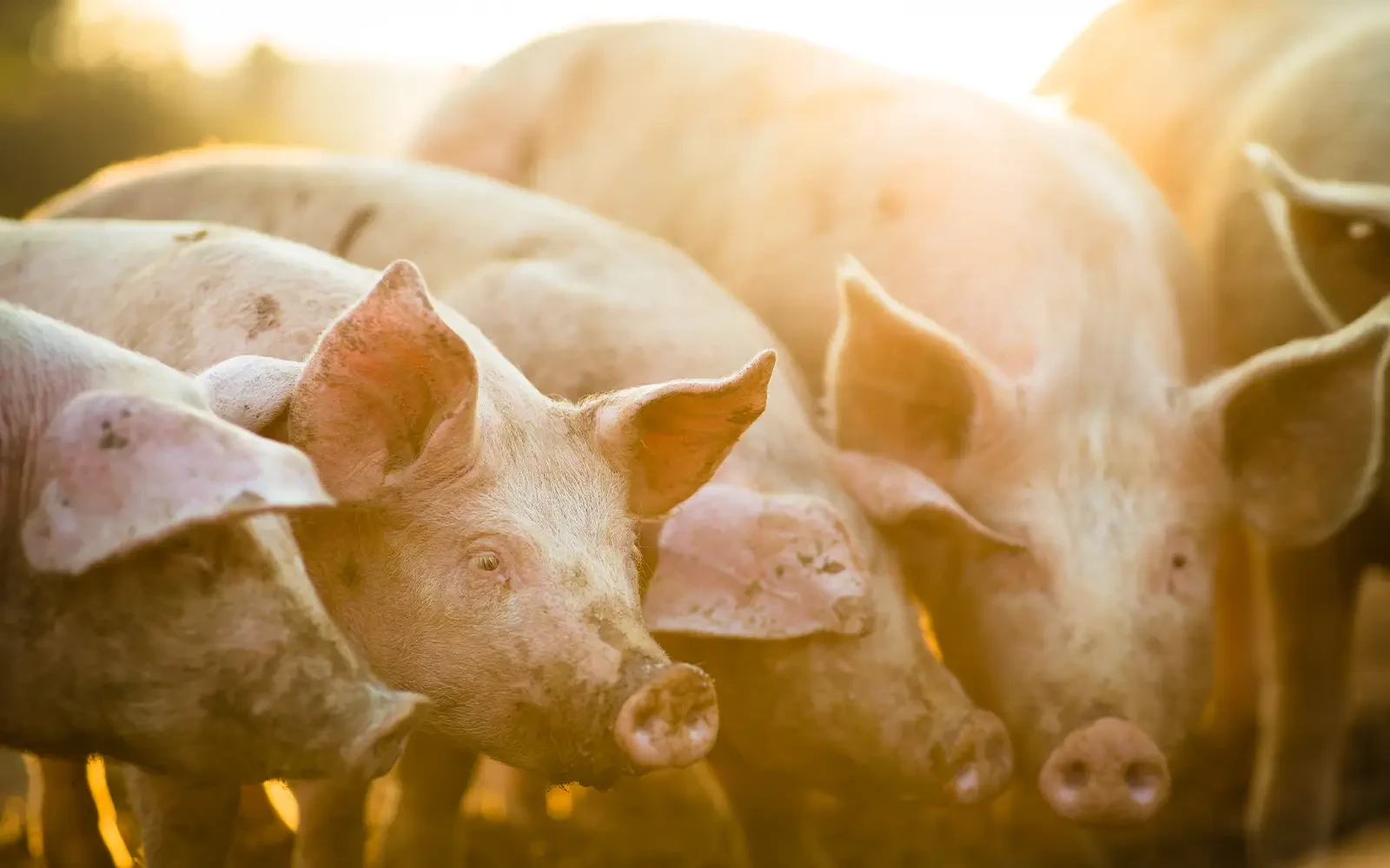 Nieuwe emissie­re­gels voor varkens- en pluimvee­be­drijven