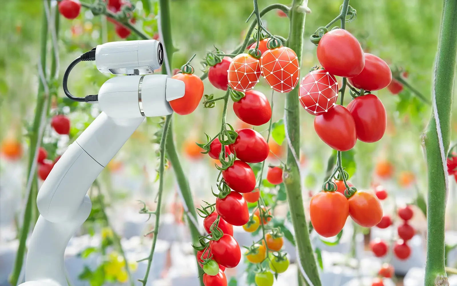 AI in voedselketen: consument voorzichtig positief